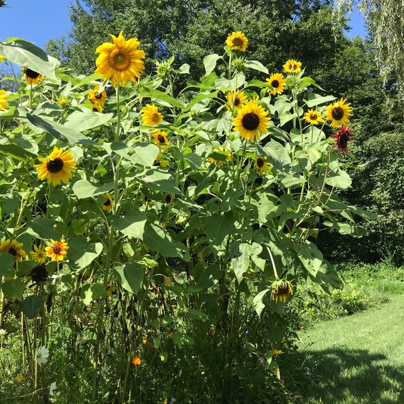 Meet your Posher, Anna - Picture 1 of 1